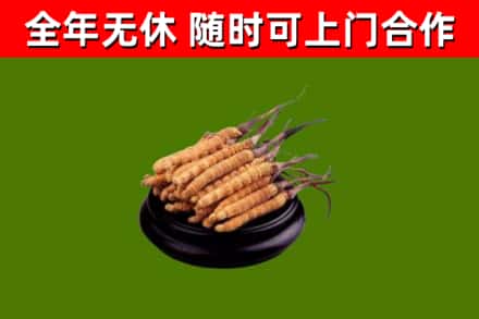 万安回收冬虫夏草