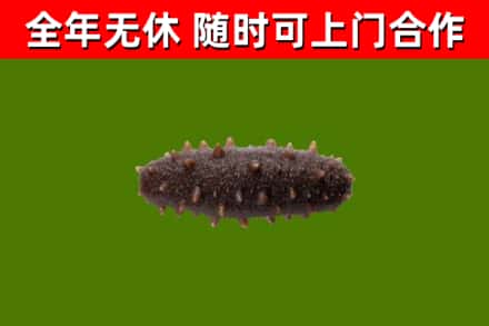 万安回收海参干
